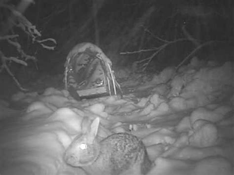 rabbitvams|Set up a rabbit cam watching the spot they like to。